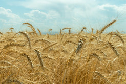 Forscher verwendeten Karten, um die Bedingungen zu untersuchen, welche in jedem der 12 Ursprungszentren zu der Zeit herrschten als man begann, landwirtschaftliche Praktiken zu entwickeln.