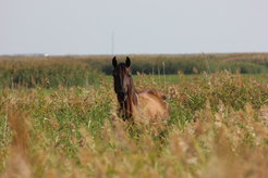 A horse grazing in a marsh in the Lisakovsk study area.