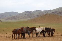 Pferdeherde im Khangai-Gebirge, Zentral-Mongolei.