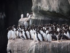 Trottelummen an einem Brutplatz. Der Vogel verbringt die meiste Zeit auf See und nistet nur zur Brutzeit auf felsigen Klippen oder Inseln.