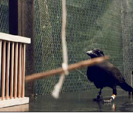 Corvid Folk Meeting