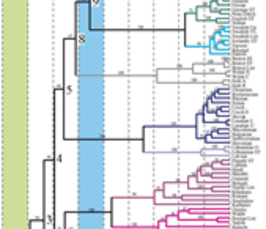 2nd Workshop Towards a Global Language Phylogeny